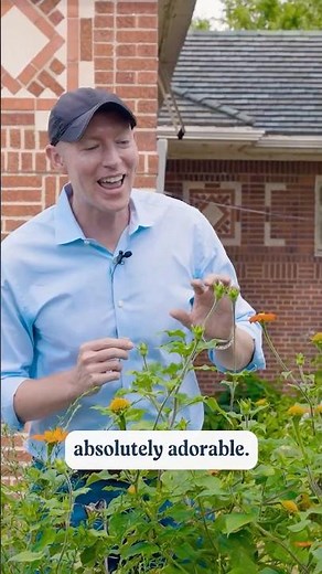 Best Plants for Pollinator Gardens