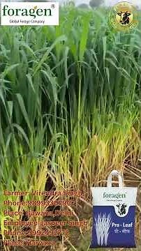 Foragen Seedsfor quality assured fodder & healthy dairy animals resulting in profitable dairy farms