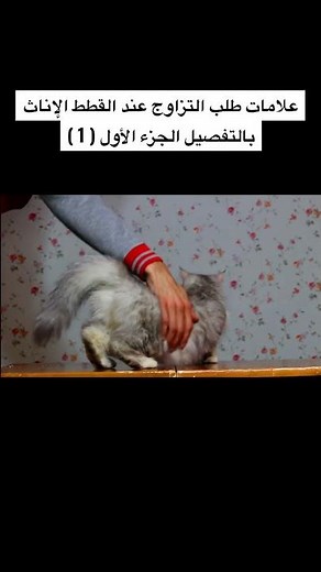 علامات طلب التزاوج عند القطط الإناث بالتفصيل الجزء الأول ( 1 ) / Mohamed Vlog