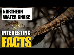 Exploring the Fascinating World of Northern Water Snake | Interesting Facts | The Beast World