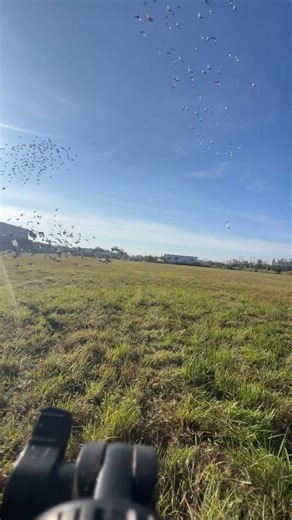 Florida Pigeon Derby on Reels