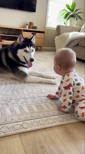 Husky and Baby's Adorable Playtime Will Melt Your Heart! 🐶👶