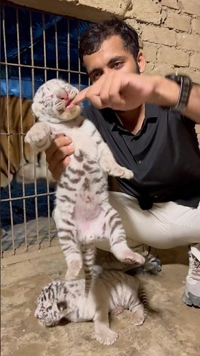 Episode 938: Naughty tiger cub bite 😩🐯