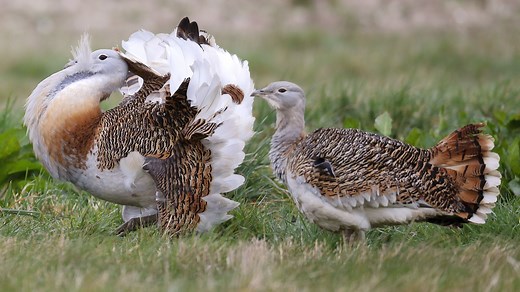 Mating Rituals of Endangered Great Bustards | Britannica