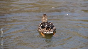 Immediately after mating, the female mallard duck stands in the water, flaps its wings, and then swims away.