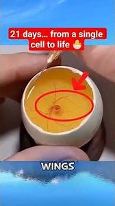 Chick Embryo Development (Day 1–21) | Life Inside an Egg #life #inside #egg #development