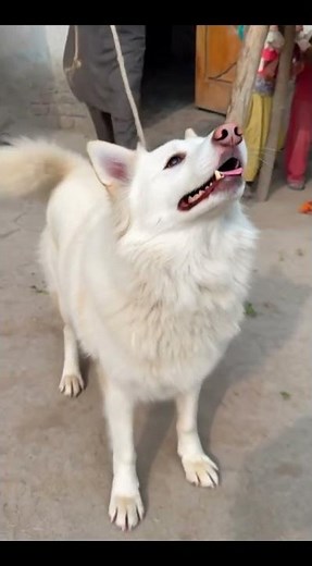 Russian Dog Training Session | Smart Obedience & Powerful Skills