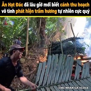 4M views · 202 reactions | Thì ra đây là cách thợ rừng thu hoạch hạt đác ----- Nguồn: Nhân Gà Vlogs Bản quyền được bảo vệ và quản lý bởi MCV Network #MCVNetwork #MCVGroup #MCVMedia #Netbiz #SpeedCouple #nhangavlogs #ngv_ #nwt | P336 Band | Facebook