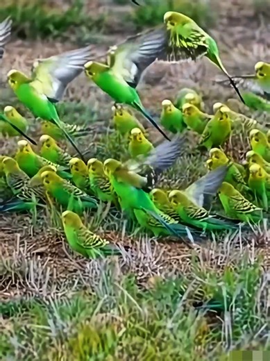 Budgerigars #Budgerigar #Budgerigars #nature #birds #explorebirds #watchingbird #wildlife