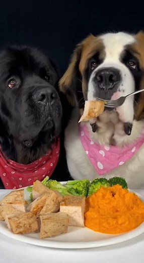 #asmr | AG Animations