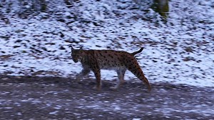 🐱 Comportement typique du lynx qui s'éloigne tranquillement. Doubs, janvier 2023 Merci à Thierry Petit pour cette vidéo | FERUS (Ours-Loup-Lynx Conservation)