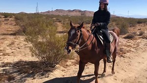 78 reactions · 13 comments | Look at this handsome boy - Whiskey2 - on trail today.  Link to his adoption profile: https://www.myrighthorse.org/available-horses/gelding-arabian-from-mojave-whiskey2  #handsomehorse #lthwhiskey2 | Love this Horse, Equine Rescue Inc. | Facebook