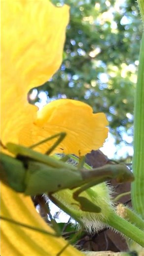 Mantis religiosa - Organic Squash Bug Control