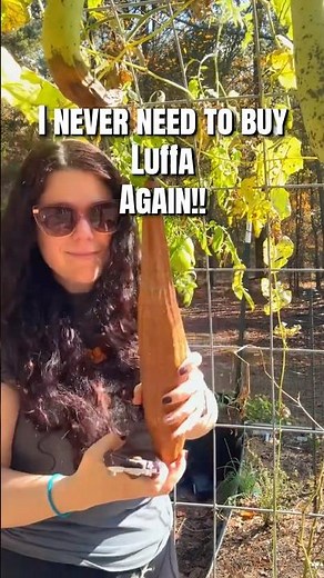 How to grow luffa gourd💛🥒
