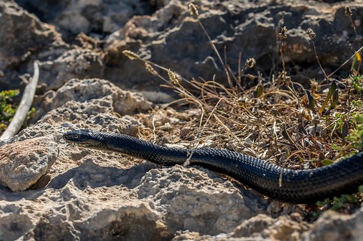 9 Signs and Meanings of a (Black) Snake Crossing your Path
