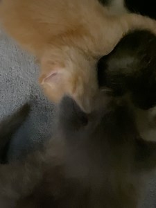 12 reactions | PAWS of Rutherford County, TN on Reels | Facebook