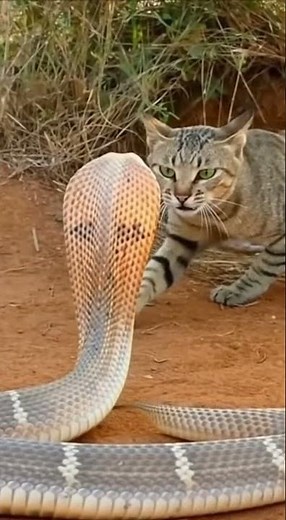 Cat Beats Giant Snake