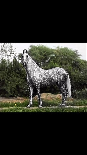 Mare Zara one of the tallest mare of Indian horse world she was sired by Sahli wala Nukra Ghoda without any patch of white skin I had never seen such beautiful tall broad mare Zara was born at Vill Charik at Honey charik s stable and then sold to Sanjam Badal ji | Manu sharma photography