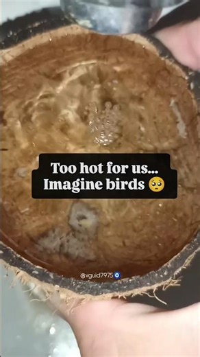 Save Birds in Summer 🐦💧 | Small Help Big Impact #shorts #viralshort