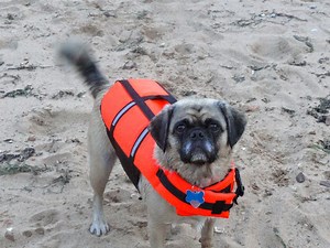 Shelby Says: Dog Swimming Safety is a Must