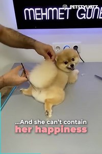 4.5K views · 21 reactions | Pomeranian Dog Looks Like A Teddy Bear After Visiting Groomer | PUP National Service Training Program - NSTP | Facebook