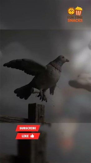 🐦 Secret WWII Pigeon Message Finally Decoded! 🔥📜#history