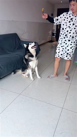 Just playing with my dog not tease him #fb #funnyreels #doglover #fun #playtime #viral #dog #fypシ | Pet Passion Hub