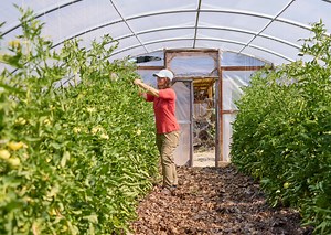 Gardens | Food for Lane County – Eugene, Oregon