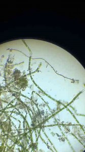 Velab Microscopes Review: Quality Lab Equipment You Can Trust