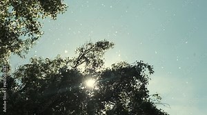 Poplar fluff. Fluff floating in air in front of trees, fluffy cotton blossom branch and leaf, summer spring allergy season concept