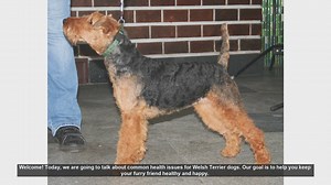 Common Health Issues in Welsh Terriers: Tips for a Healthy Dog