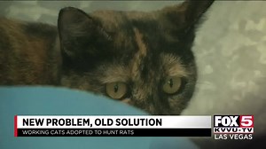 18K views · 151 reactions | Las Vegas homeowners are beginning to adopt feral cats as a way to get rid of rats that have migrated from the Las Vegas Strip into valley neighborhoods. Enzo Marino has more. STORY: https://bit.ly/3m8sGWs | FOX5 Las Vegas | Facebook