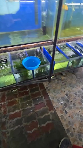 65K views · 1.5K reactions | Swim bladder problem disease for molly fish initial treatment | Oyeee Petshop | Facebook