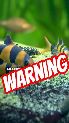 Stop Killing Your Fish with Salt!😱
