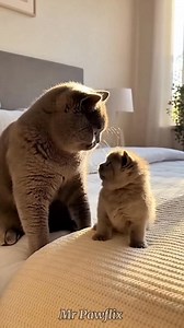 3.1M views · 60K reactions | Gray Cat Teases a Kitten… The Ending Is Unexpected  This video is digitally created using Al for creative storytelling. #cats #kitten #funnycat #cutecats #petreels #cutekitten #viralreels #reelsvideo #kittenreaction #catlovers #animalovers | Mr Pawflix | Facebook