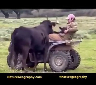 When the big bull starts attacking the baby calf, the brave farmer moves quickly with his ATV and saves the calf from the angry bull. Sometimes jealousy in animals can cause such situations. Jealousy also occurs in animals. The husband who is jealous of the cow may see the calf as a threat.