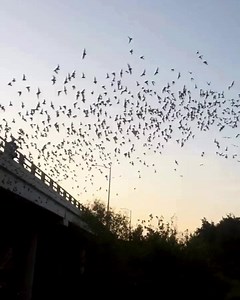 Bats, bats, and more bats—over 300,000 of them! 🦇 Just west of downtown, the emergence of thousands of Mexican Free-tailed bats from beneath Waugh Bridge is one of Houston’s most mesmerizing sights. Each evening, these nocturnal creatures take flight in a stunning natural show—and summer is the peak time to witness it! Whether you bring a blanket and wait at the bat observance area next to Waugh Bridge, or join one of Houston Bat Team's Bat Chats on Friday evenings, visitors are always welcome 