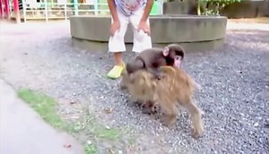 Baby Monkey (Going Backwards On a Pig)