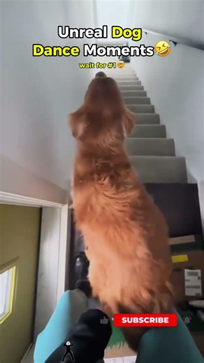 CRAZY Dog Dance Moments (Wait for #1) 😂 #funny