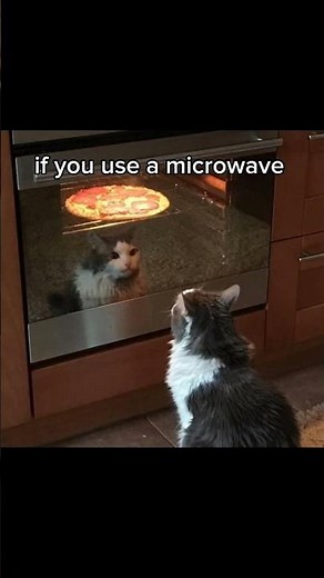Microwave Cat 😈😈... #trending #funny