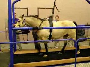 Horse on Treadmill