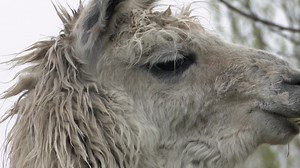 3.8K views · 31 reactions | Check out these local llamas and their alpaca friends! But they're more than just cute, they're also a major source of income. More here: https://bit.ly/3uwBcTc | KPAX-TV | Facebook