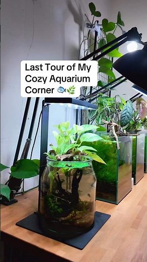 Last Tour of My Cozy Aquarium Corner 🐟🌿 #aquascapelowtech
