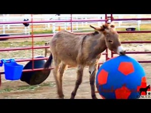 America's Funniest HAPPY Donkey Rescued playing with Ball
