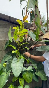 🌿 Planting a Philodendron Top Cut! 🌱Giving new life to this beautiful Philodendron ✨ Watch as I plant this top cutting and get it ready to grow strong, healthy roots. Propagation is such a satisfying part of plant care — new beginnings start here! 💚#Philodendron #PlantPropagation #PhilodendronCuttings #PlantingReels #IndoorPlants #PlantCare #PlantParent #PlantLover #HouseplantCommunity #TropicalPlants #PlantTok #UrbanJungle #PlantAddict #GreenThumb #PropagationStation #GardenVibes #Philodendr