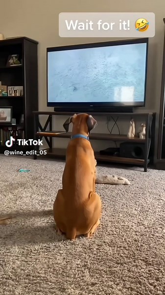 Hilarious Dogs Making Everyone Laugh