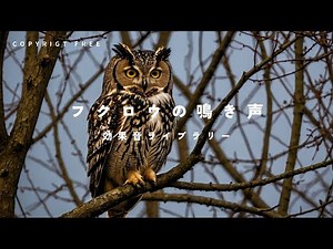 【商用利用可能/フリー素材/著作権フリー/効果音】フクロウの鳴き声