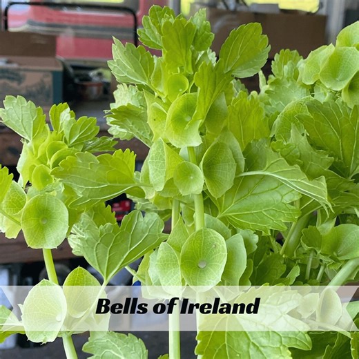 Bells of Ireland Seeds – Moluccella Laevis – Unique Green Blooms for Garden, Pollinators, and Floral Arrangements - Etsy