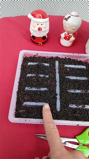 Easy Propagating Aeonium Pink Witch 🥰. TOP Tip: To avoid root rot, only water once roots develop. I do occasionally give them a gentle mist before hand if they begin to look dry in that time. | Melissa's Succulents, Home & Garden