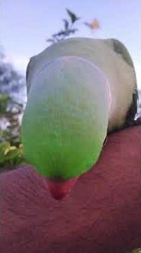 Hungry angry parrot...part1